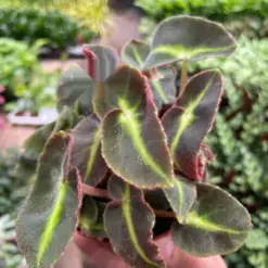Begonia 'Striped' — additional view