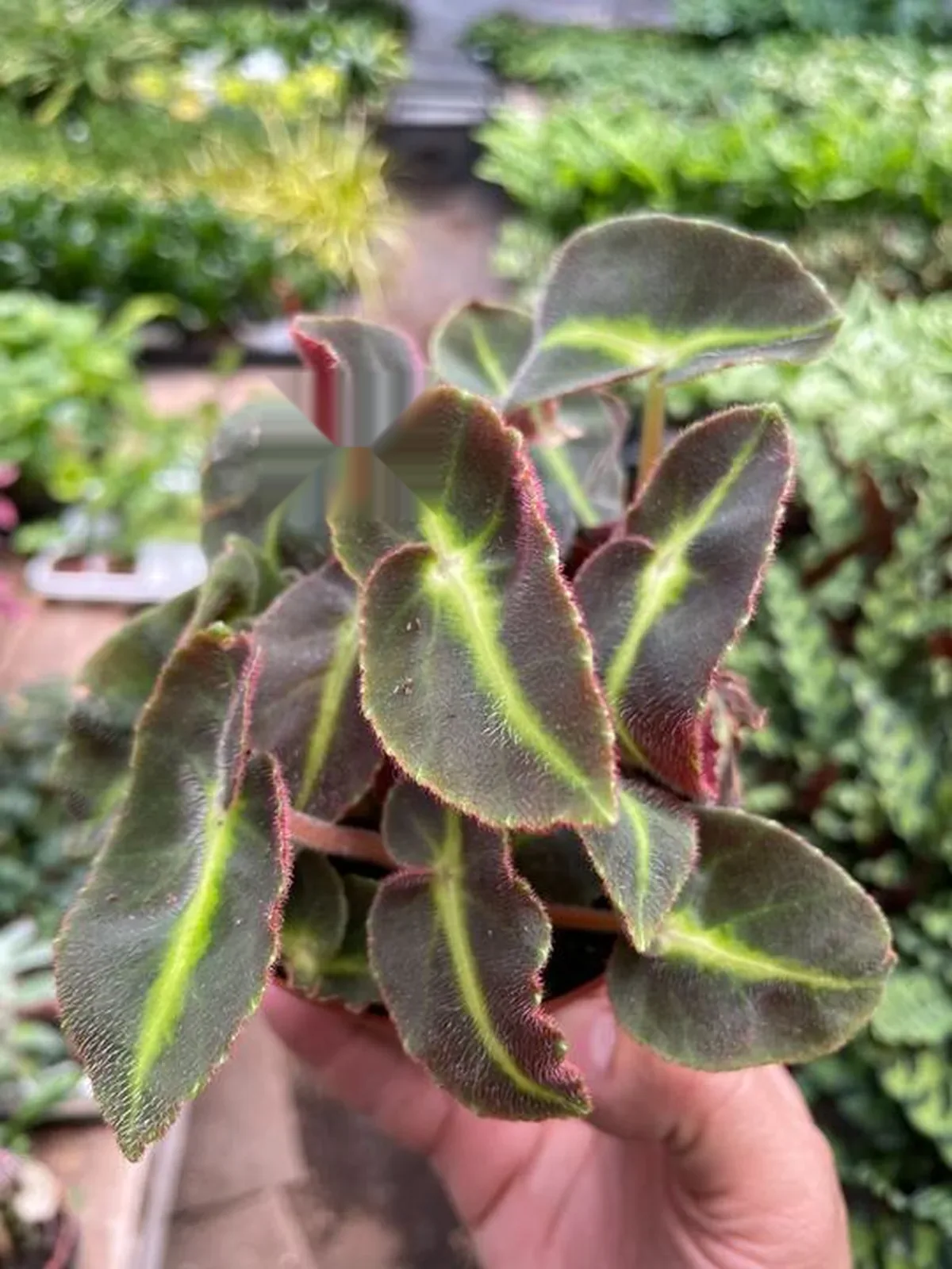 Begonia 