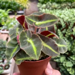 Begonia 'Striped' — additional view