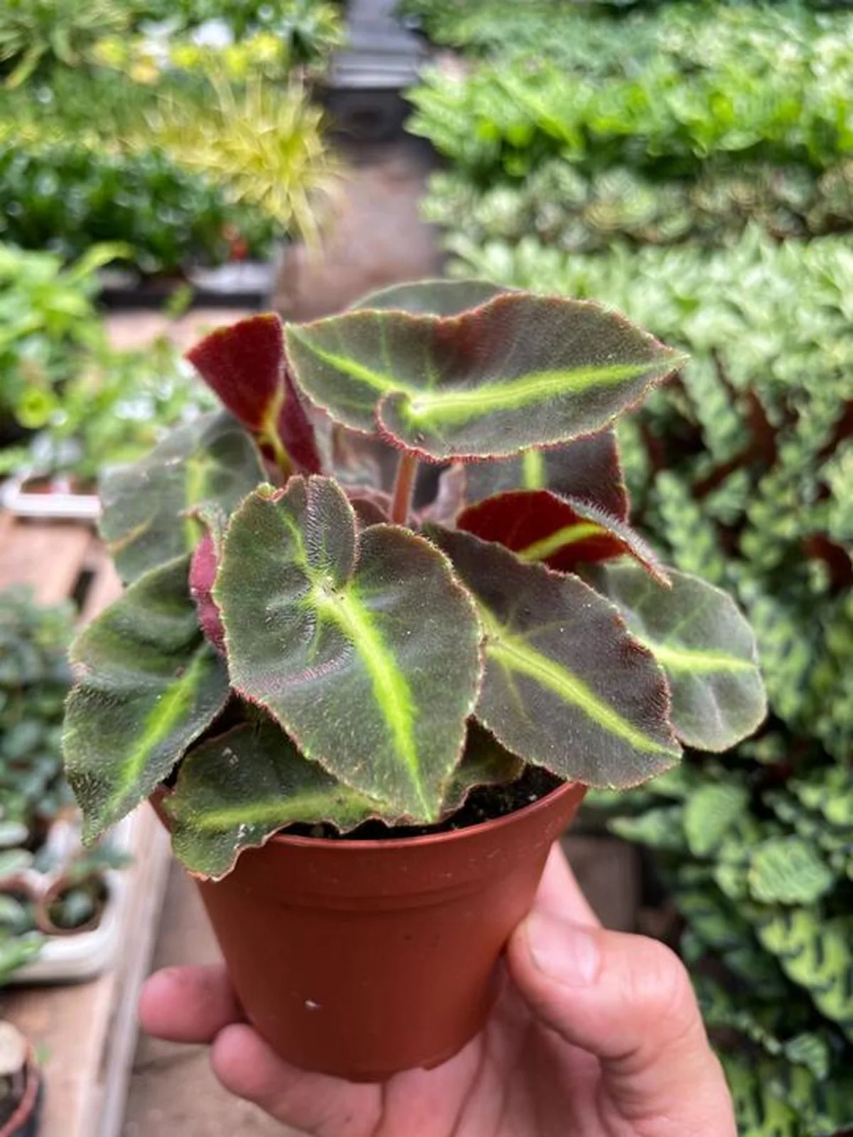 Begonia 