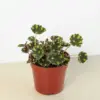 Begonia Tiger Paws houseplant