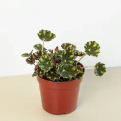 Begonia Tiger Paws houseplant