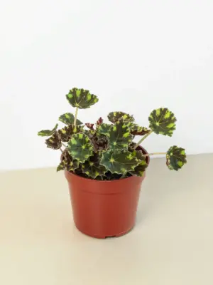 Begonia Tiger Paws houseplant