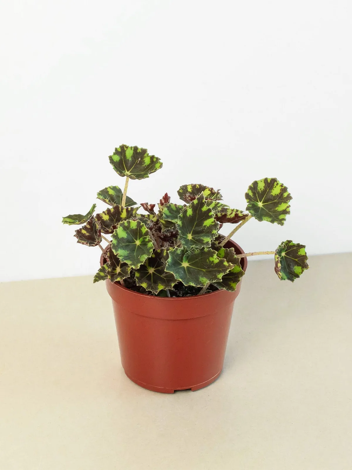 Begonia Tiger Paws houseplant