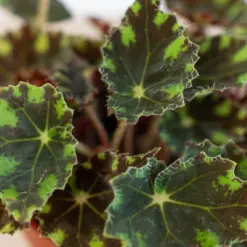 Begonia Tiger Paws — additional view