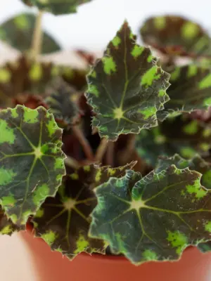 Begonia Tiger Paws — additional view