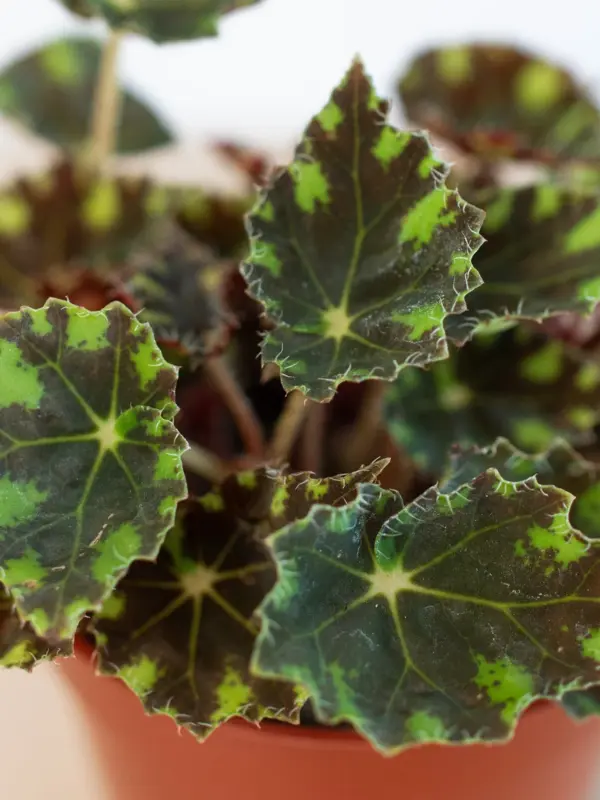 Begonia Tiger Paws — additional view