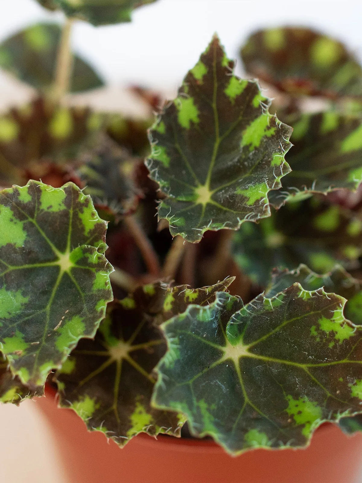 Begonia Tiger Paws — additional view