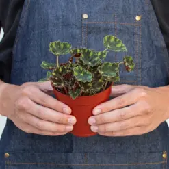 Begonia Tiger Paws — additional view