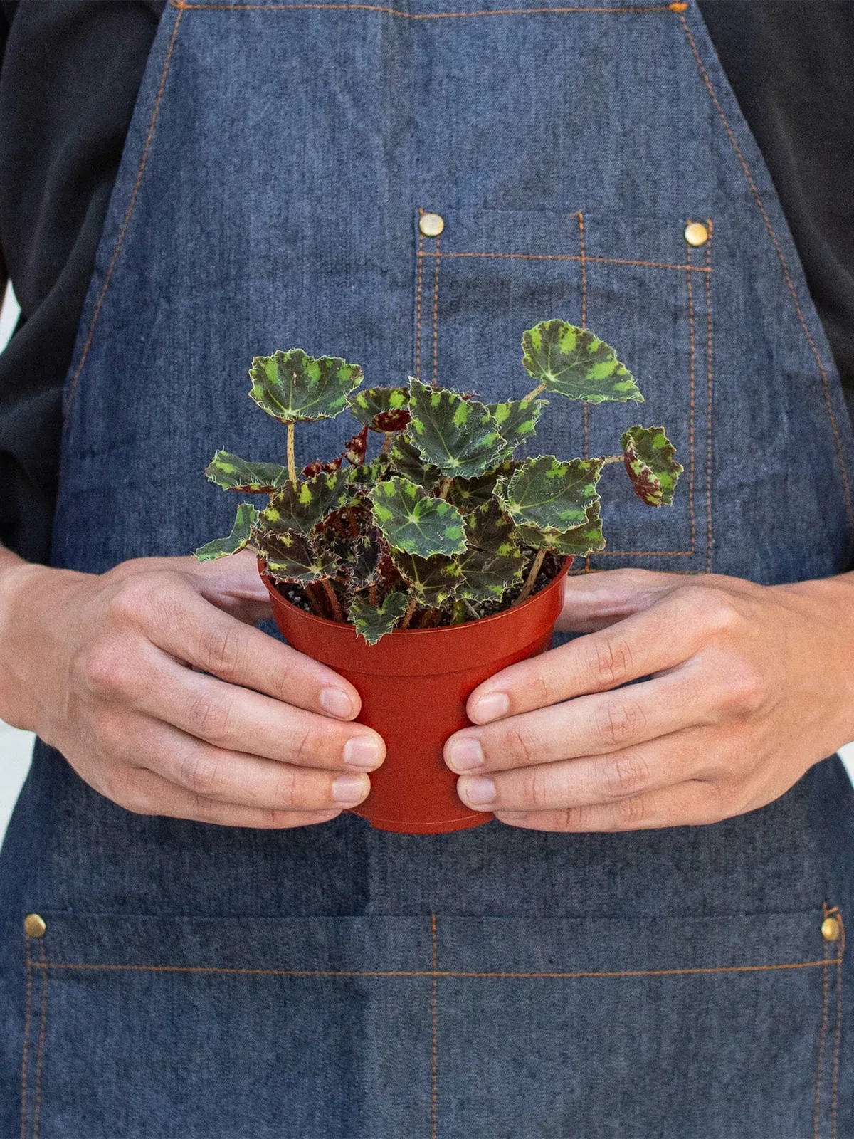 Begonia Tiger Paws — additional view