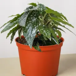 Begonia 'White Ice' houseplant