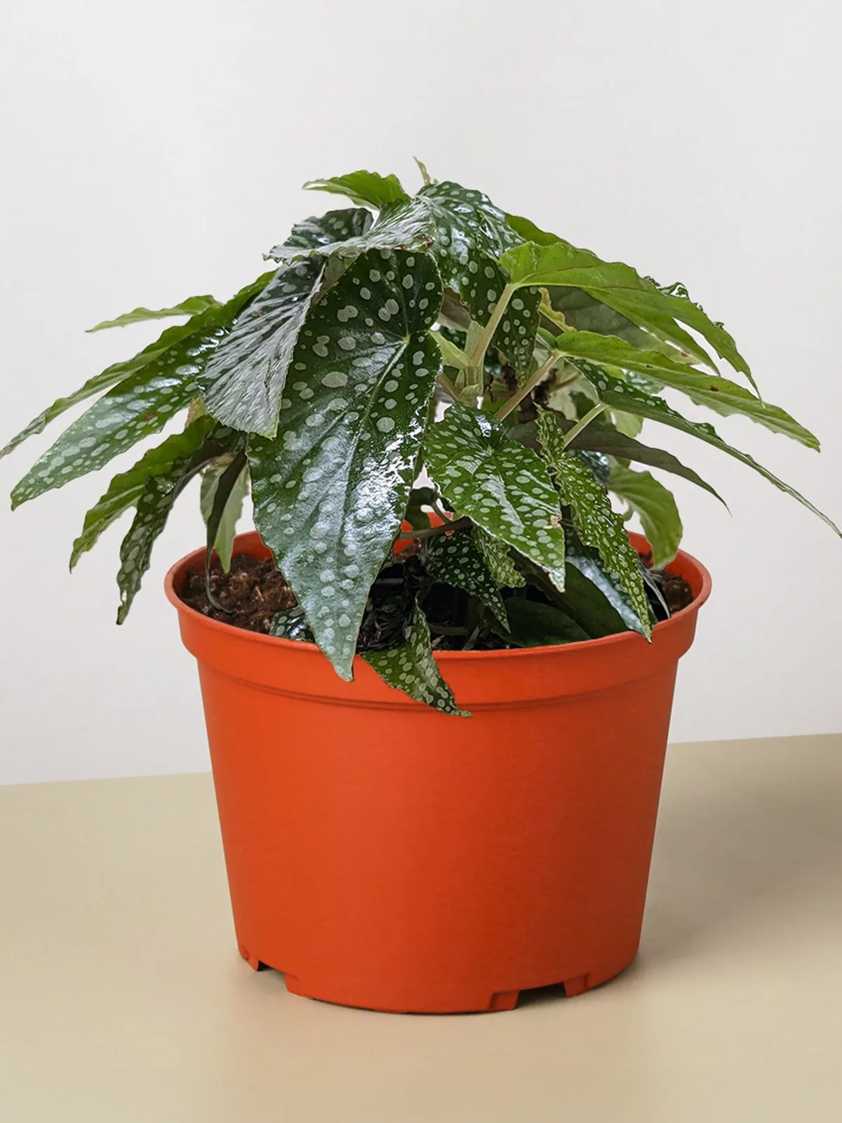 Begonia 