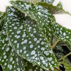 Begonia 'White Ice' — additional view