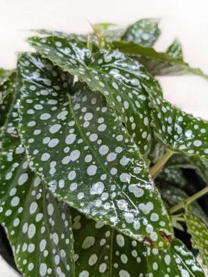 Begonia 'White Ice' — additional view