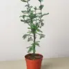 Bonsai Bald Cypress houseplant