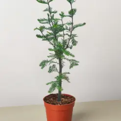 Bonsai Bald Cypress houseplant