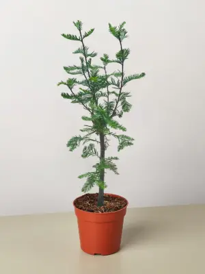 Bonsai Bald Cypress houseplant