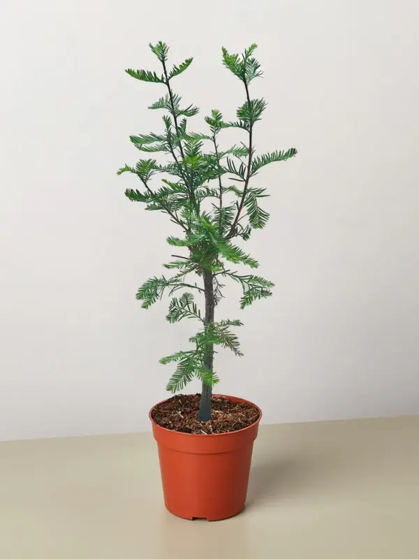 Bonsai Bald Cypress houseplant