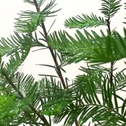 Bonsai Bald Cypress — additional view