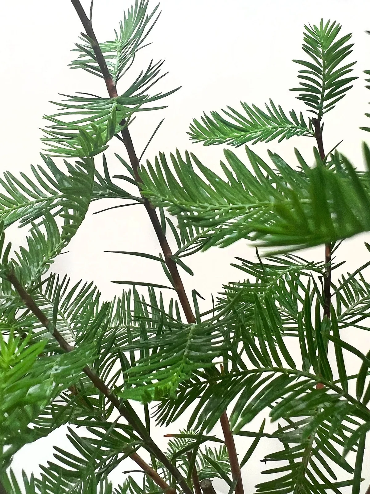 Bonsai Bald Cypress — additional view