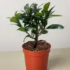 Bonsai Ficus Compacta houseplant