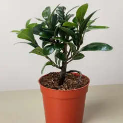 Bonsai Ficus Compacta houseplant