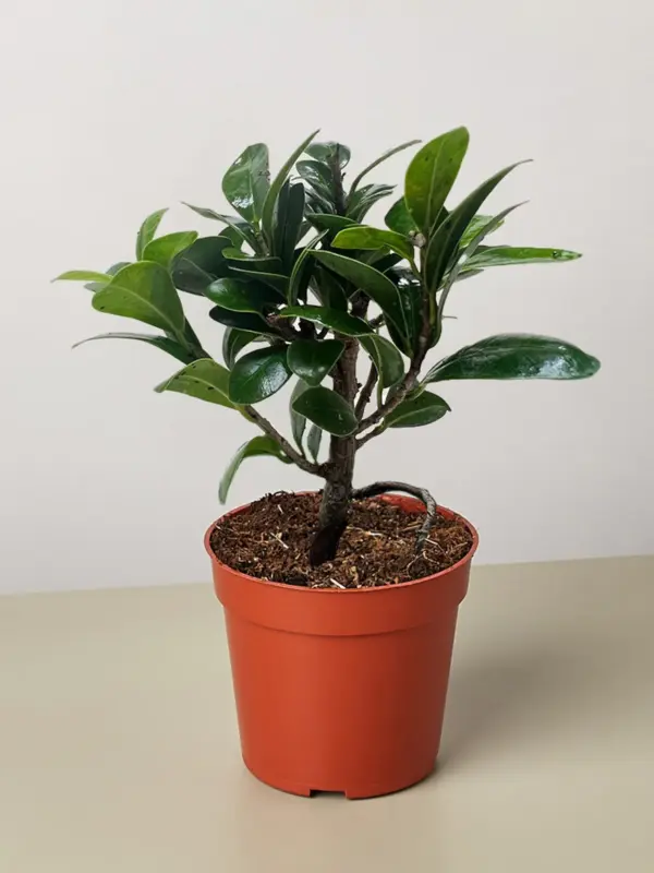 Bonsai Ficus Compacta houseplant