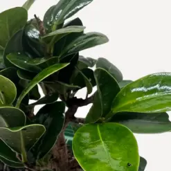 Bonsai Ficus Compacta — additional view