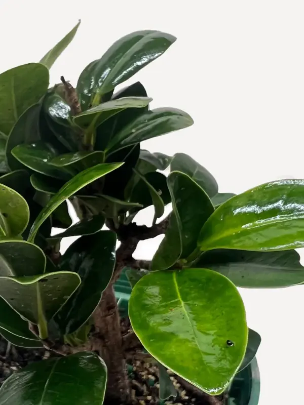 Bonsai Ficus Compacta — additional view