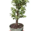 Bonsai Jade Dwarf Green houseplant