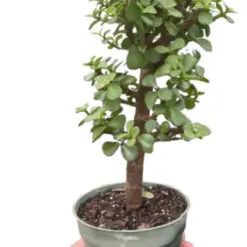 Bonsai Jade Dwarf Green houseplant