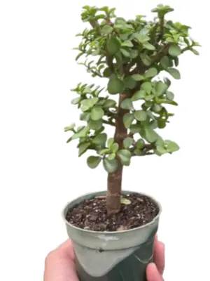 Bonsai Jade Dwarf Green houseplant