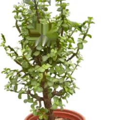 Bonsai Jade Dwarf Green — square crop