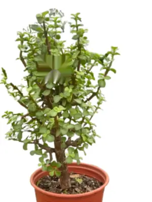 Bonsai Jade Dwarf Green — square crop