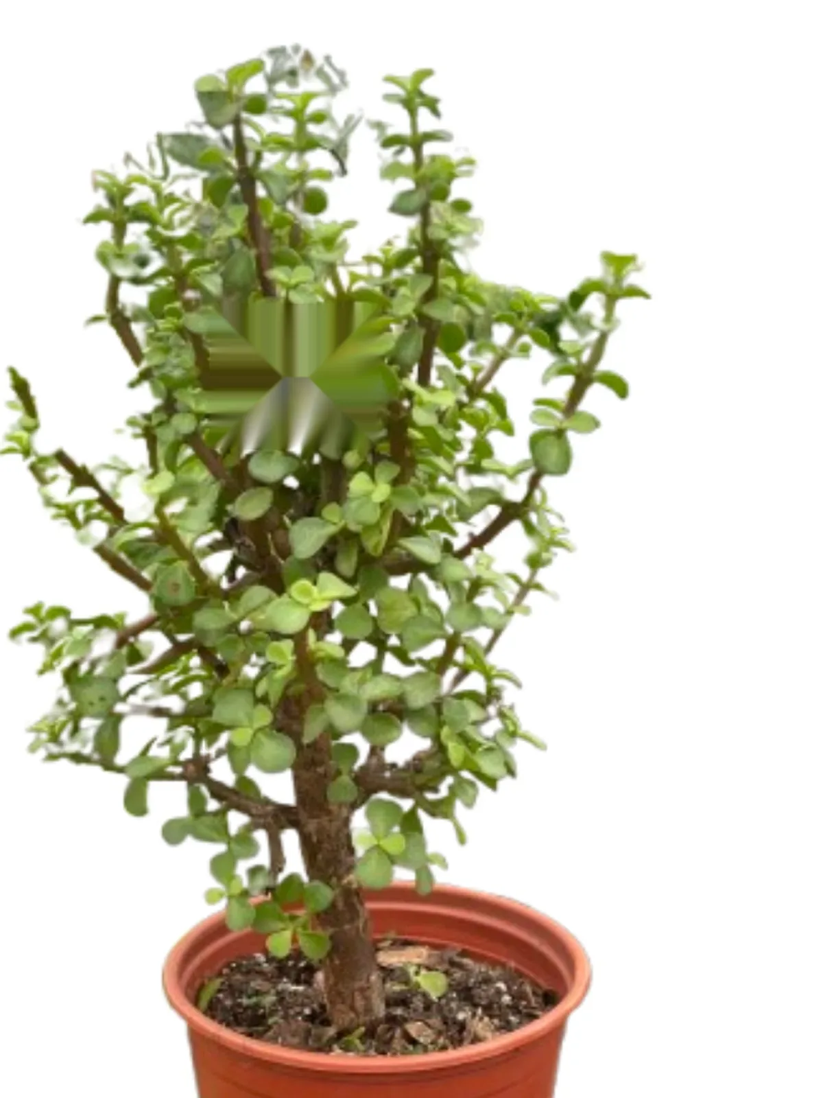 Bonsai Jade Dwarf Green — square crop