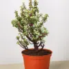Bonsai Jade Dwarf Rainbow houseplant