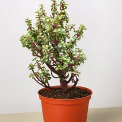 Bonsai Jade Dwarf Rainbow houseplant
