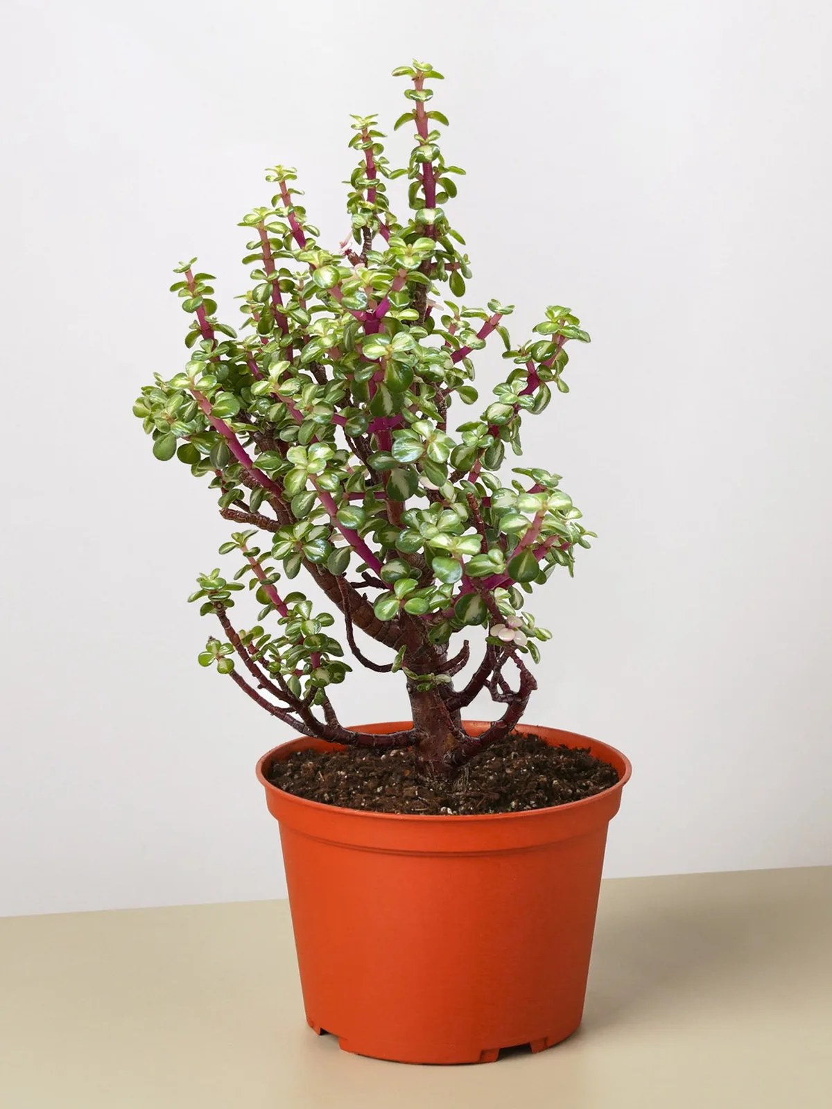 Bonsai Jade Dwarf Rainbow houseplant