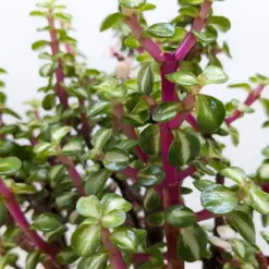 Bonsai Jade Dwarf Rainbow — additional view