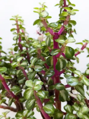 Bonsai Jade Dwarf Rainbow — additional view