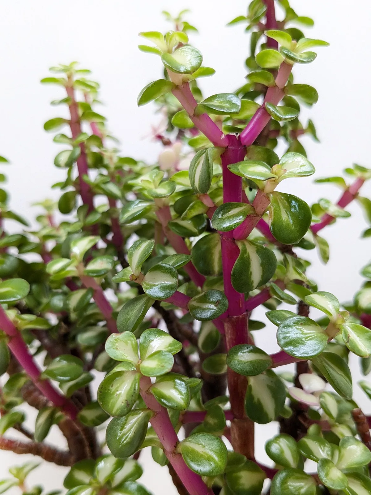 Bonsai Jade Dwarf Rainbow — additional view