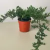 Bonsai Juniper houseplant