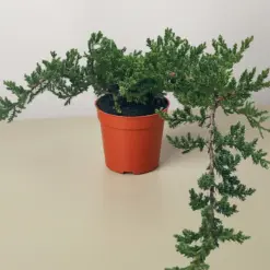 Bonsai Juniper houseplant
