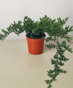 Bonsai Juniper houseplant