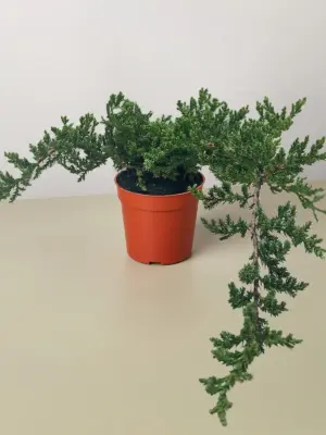 Bonsai Juniper houseplant