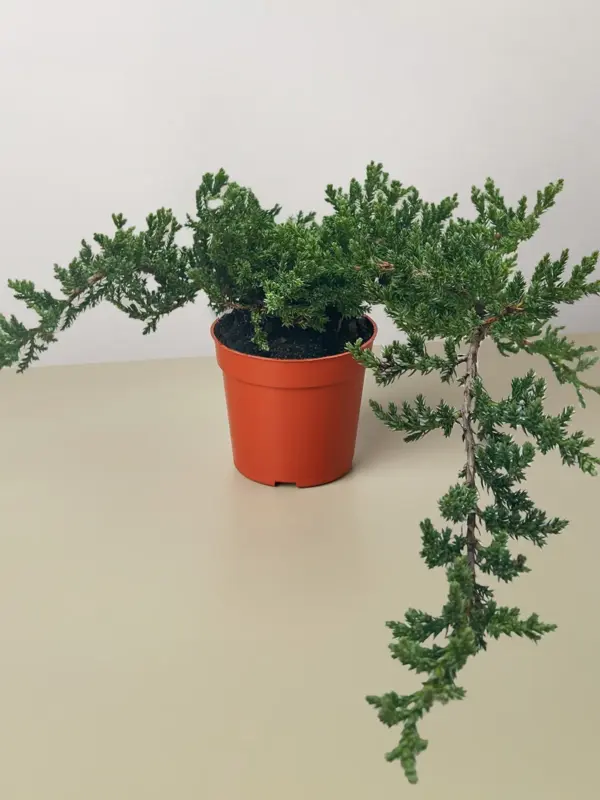 Bonsai Juniper houseplant