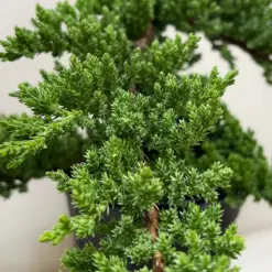 Bonsai Juniper — additional view