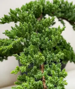 Bonsai Juniper — additional view