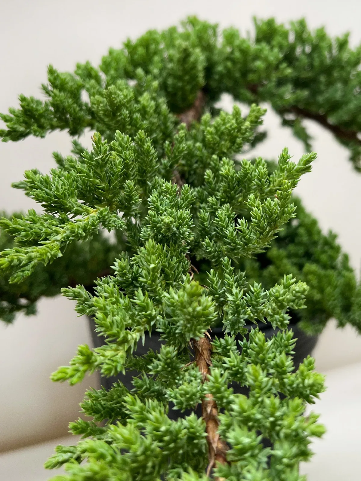 Bonsai Juniper — additional view