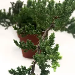 Bonsai Juniper — additional view